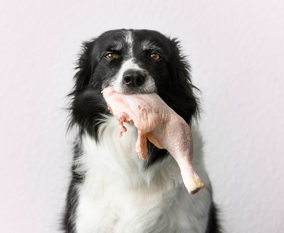 The Epicurean Tastes of a Buzzard